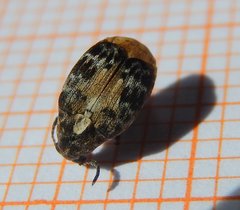 Megabruchidius dorsalis