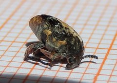 Megabruchidius dorsalis