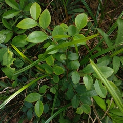 Breynia fruticosa