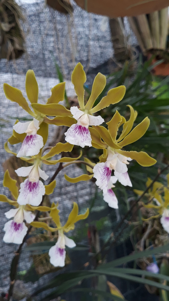 Encyclia randii (Barb.Rodr.) Porto & Brade 3