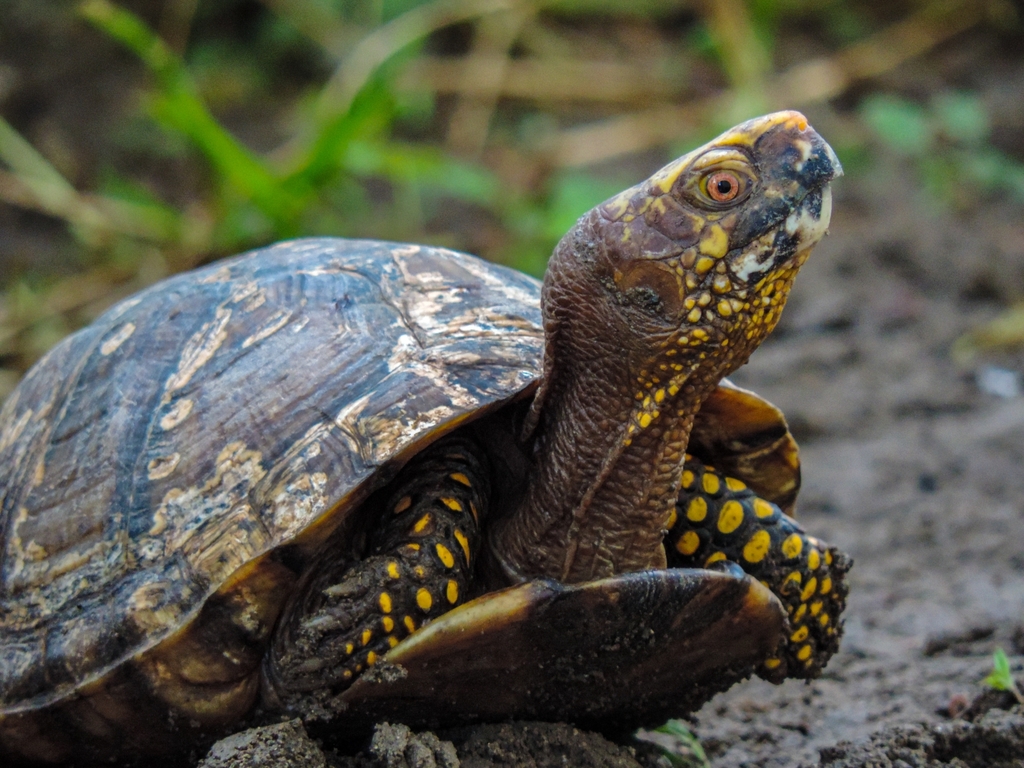Mexican Box Turtle
