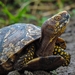 Mexican Box Turtle - Photo (c) Biol. Roberto Ansoleaga, some rights reserved (CC BY-NC), uploaded by Biol. Roberto Ansoleaga
