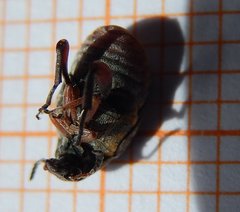 Megabruchidius dorsalis