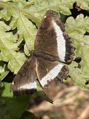 Eurytela hiarbas