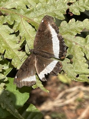 Eurytela hiarbas