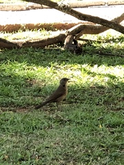 Turdus leucomelas
