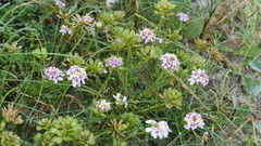 Iberis procumbens