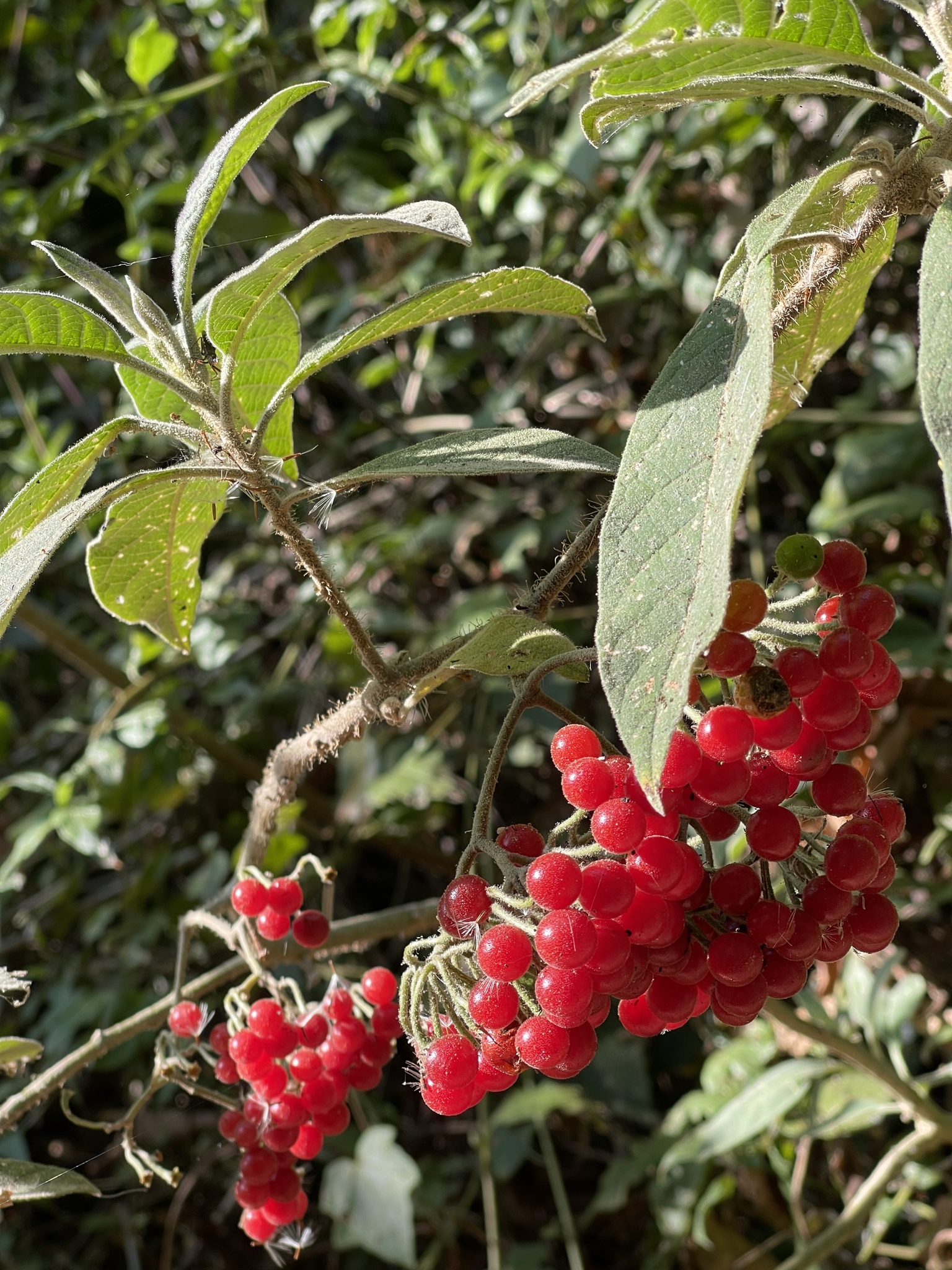 Solanum schumannianum