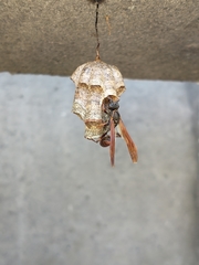 Mischocyttarus
