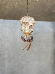 Mischocyttarus