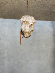 Mischocyttarus