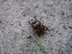 Onthophagus coenobita