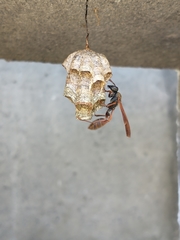 Mischocyttarus