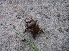 Onthophagus coenobita
