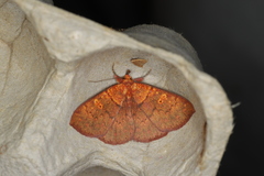 Singara diversalis