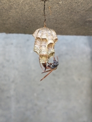 Mischocyttarus