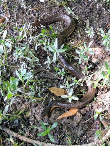 Liodytes rigida