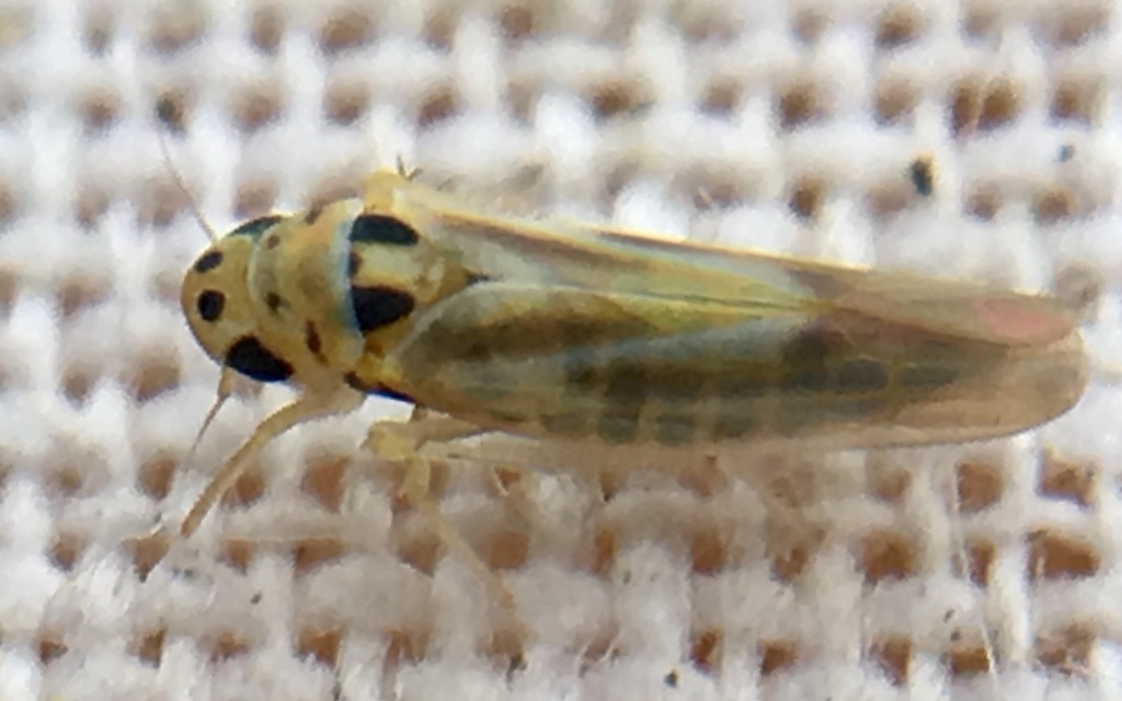 Arboridia ribauti
