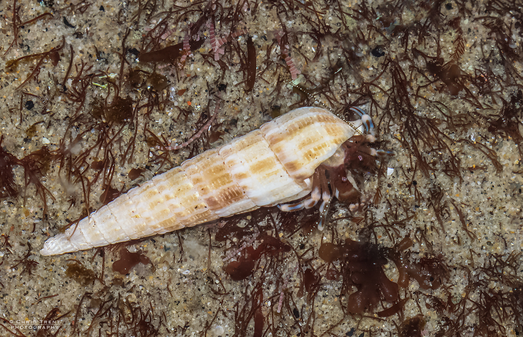 San Pedro Auger
