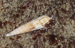 Terebra
