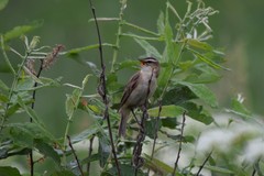 Acrocephalus schoenobaenus