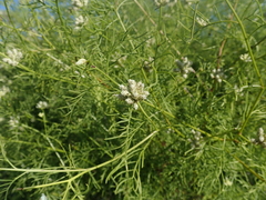 Athroisma proteiforme