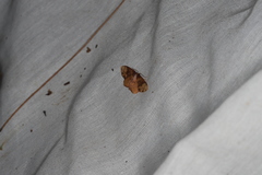 Metallaxis semipurpurascens