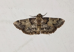 Pyralis manihotalis