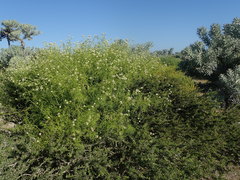 Athroisma proteiforme