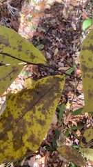 Asimina triloba