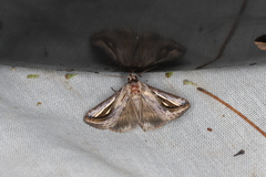 Schistorhynx argentistriga