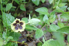 Physalis chenopodifolia