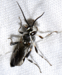 Coelichneumon navus