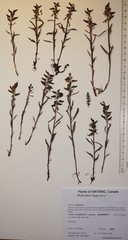 Pedicularis lapponica