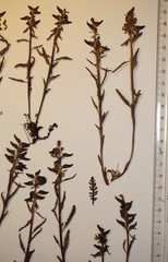 Pedicularis lapponica