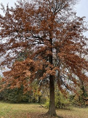 Quercus palustris