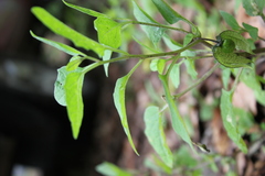 Physalis chenopodifolia