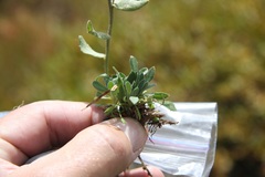 Draba aurea