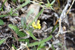 Draba aurea