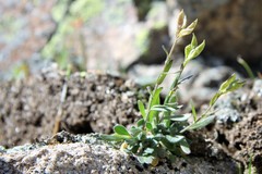 Draba aurea