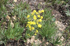 Draba aurea