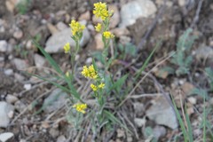 Draba aurea