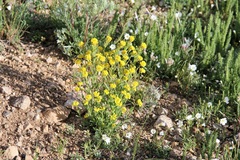 Draba aurea
