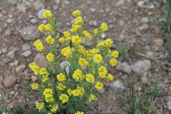 Draba aurea