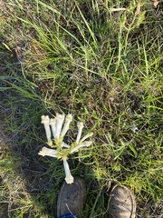 Penstemon oklahomensis