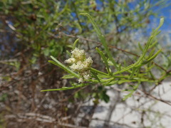 Athroisma proteiforme