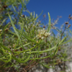 Athroisma proteiforme