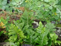 Polypodium macaronesicum azoricum