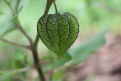 Physalis chenopodifolia