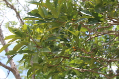 Forchhammeria trifoliata